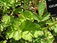 Geum chiloense (fam Rosacees) (Andes) (2) (Photo F. Mrugala)